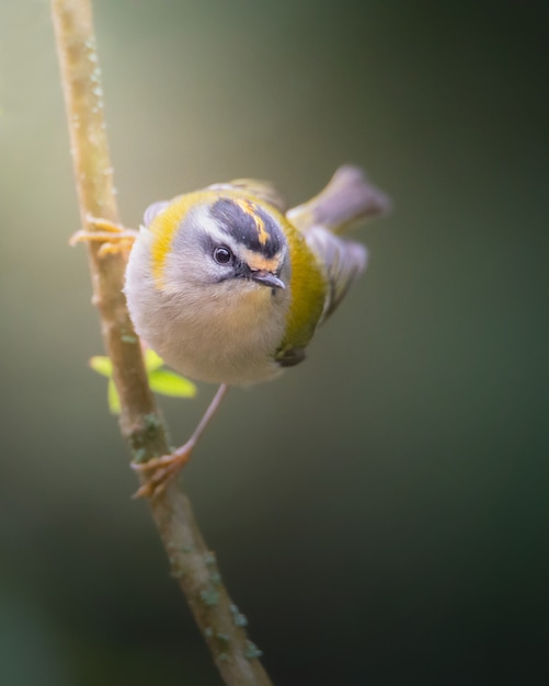 Photo bel oiseau avec un arrière-plan flou