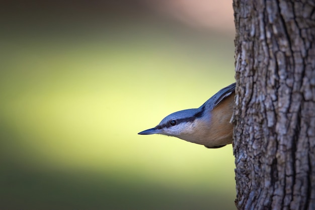 Bel oiseau avec un arrière-plan flou