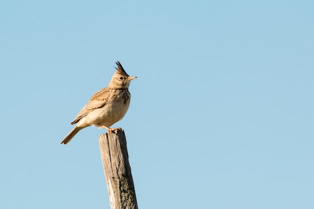 Bel oiseau sur un bâton