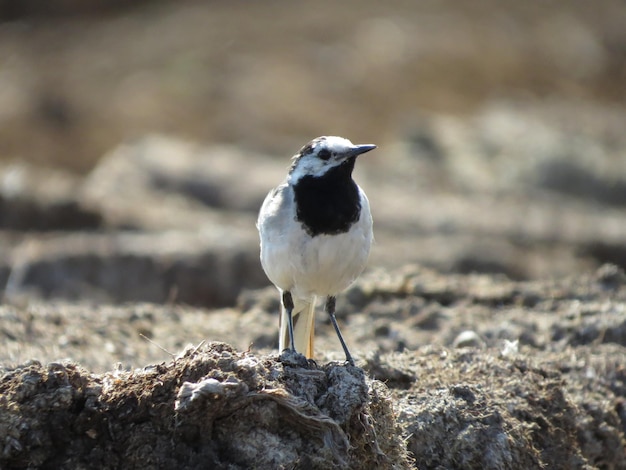 Bel oiseau sur un beau fond