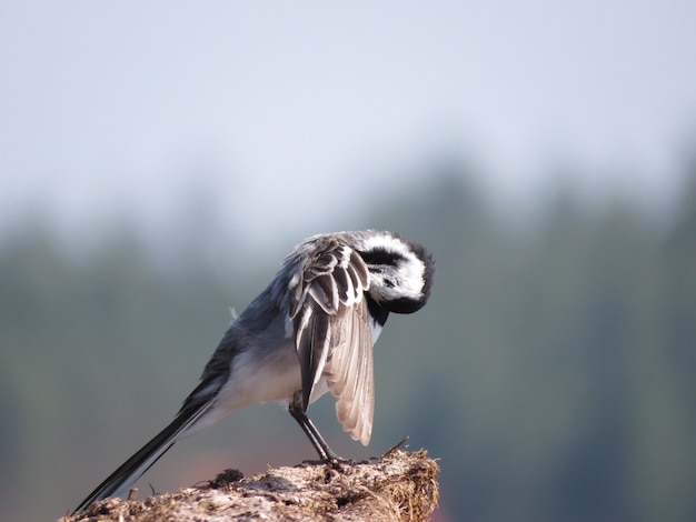 Bel oiseau sur un beau fond