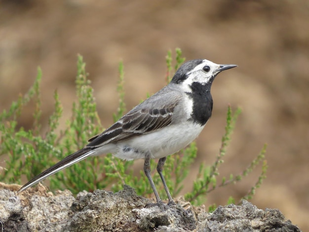 Bel oiseau sur un beau fond