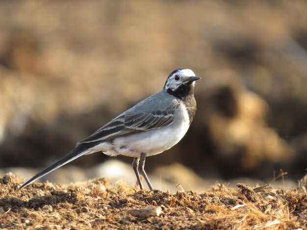 Bel oiseau sur un beau fond