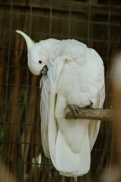 bel oiseau blanc perché sur un arbre