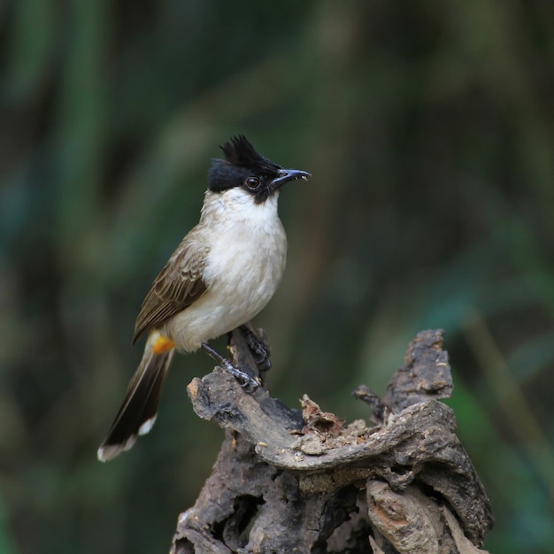 Bel oiseau sur la branche Bulbul fuligineux Pycnonotus aurigaster