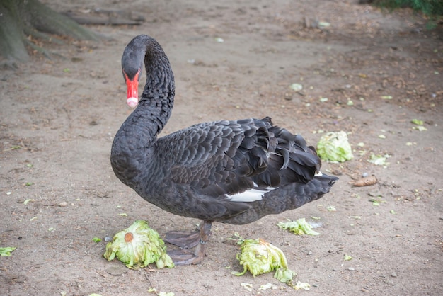 bel oiseau de canard se promène dehors dans le parc ou dans la cour en été