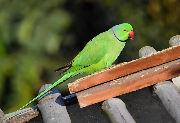 Photo un bel oiseau captivant perruche à collier rose en plumage complet, perroquet vert, beau perroquet