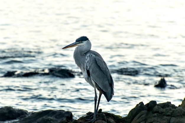 Bel oiseau Cocoi Heron au coucher du soleil sur le Rio de la Plata Montevideo Uruguay