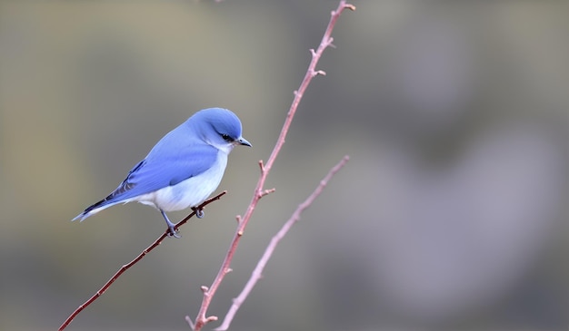 Un bel oiseau coloré debout sur une branche d'arbre