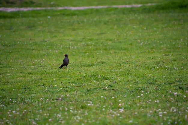 bel oiseau dans un champ vert clair