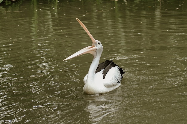 Bel oiseau dans l'eau