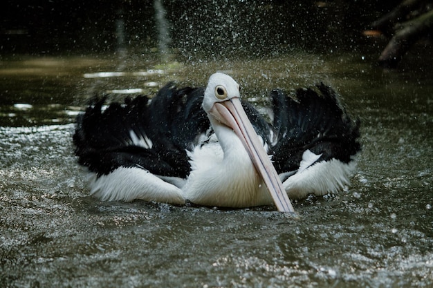 Bel oiseau dans l'eau