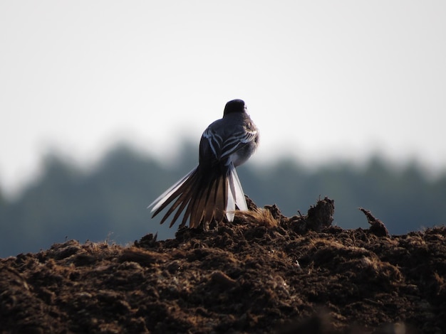 Bel oiseau dans un endroit incroyable