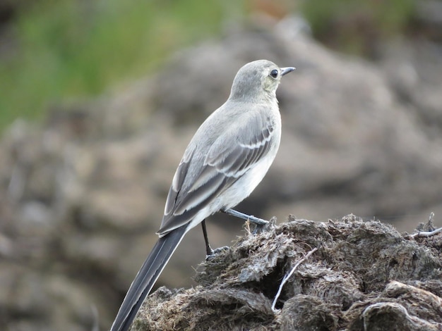 Bel oiseau dans un endroit incroyable