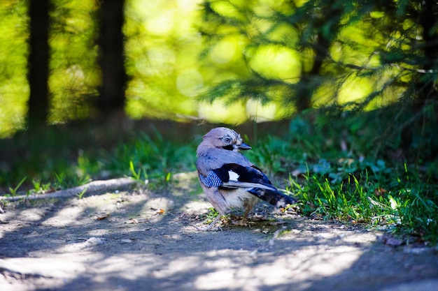 Bel oiseau dans la forêt Jour d'été