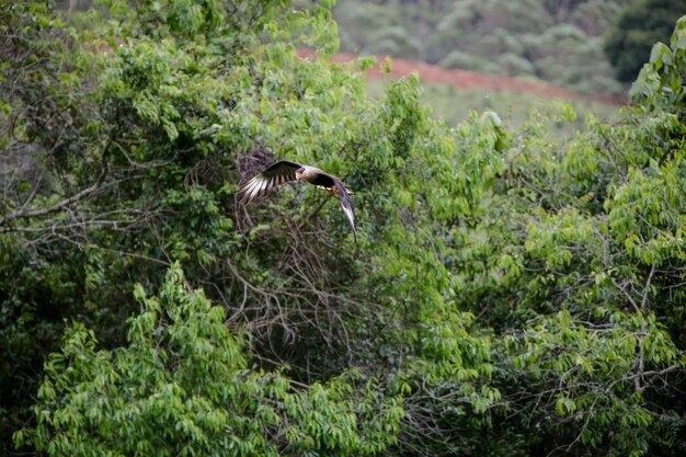 Bel oiseau dans la nature avec de beaux paysages en arrière-plan