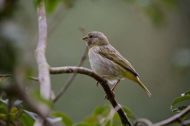 Bel oiseau dans la nature avec de beaux paysages en arrière-plan