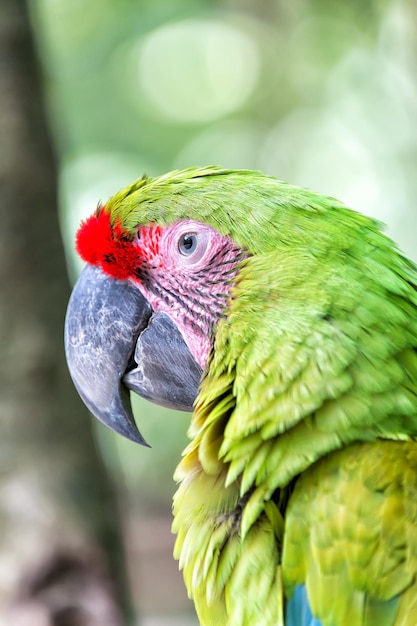 Bel oiseau drôle mignon de perroquet ara à plumes rouges en plein air sur fond naturel vert