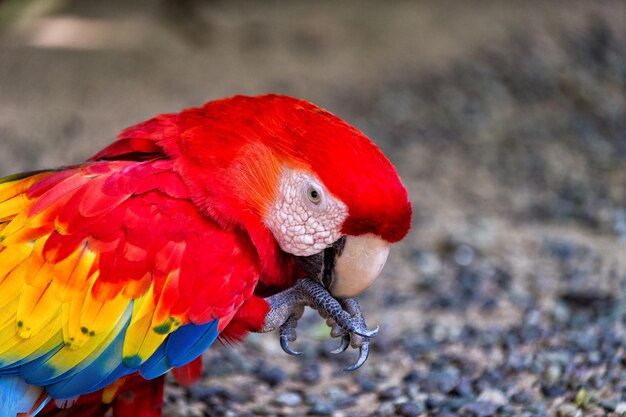 Bel oiseau drôle mignon de perroquet ara à plumes rouges en plein air sur fond naturel vert