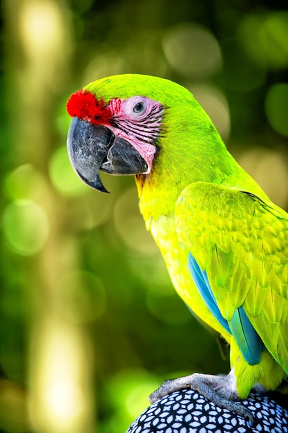 Bel oiseau drôle mignon de perroquet ara à plumes vertes et rouges en plein air sur fond naturel vert