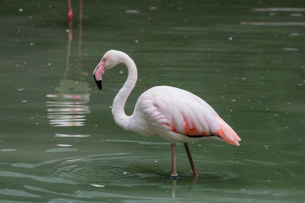 bel oiseau flamant rose sur le lac dans la nature