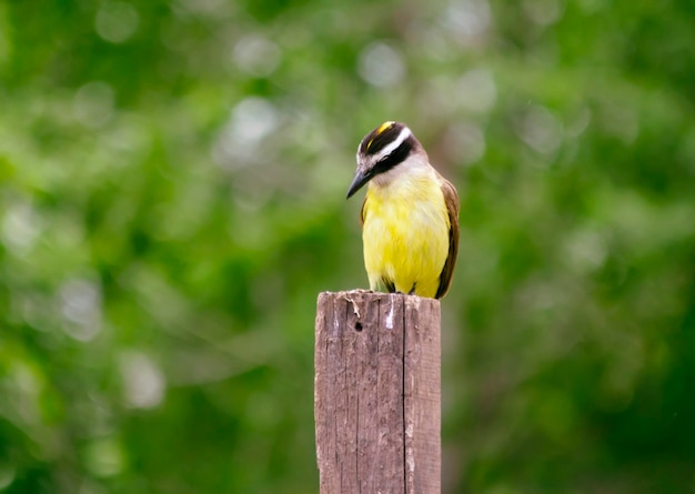 Bel oiseau jaune sur un poteau