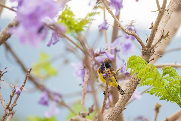 Bel oiseau jaune Souimanga à dos olive