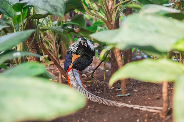 Bel oiseau à longue queue dans la forêt tropicale
