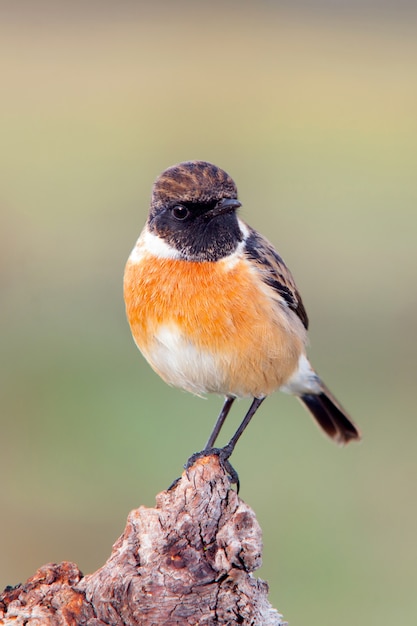 Bel oiseau sur une malle d&#39;aubergiste