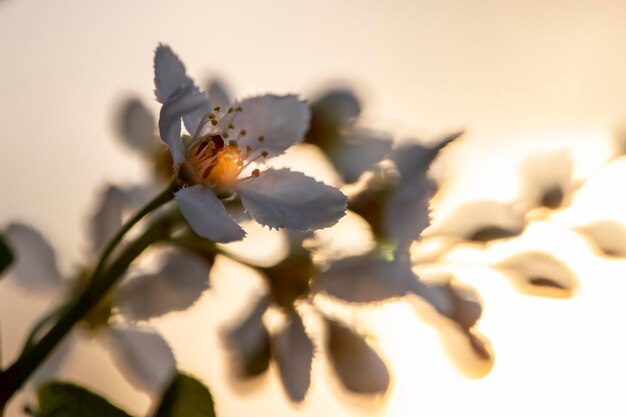 Bel oiseau parfumé cerise Prunus padus micocoulier hagberry dans les rayons du soleil couchant