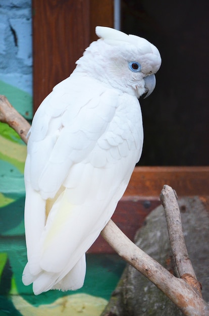 Bel oiseau perroquet cacatoès sur une branche