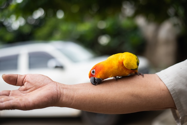 Bel Oiseau Perroquet Sur La Main De L'homme