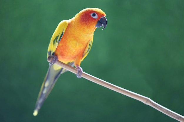 Bel oiseau, Perruche conure (Aratinga solstitialis) sur fond vert