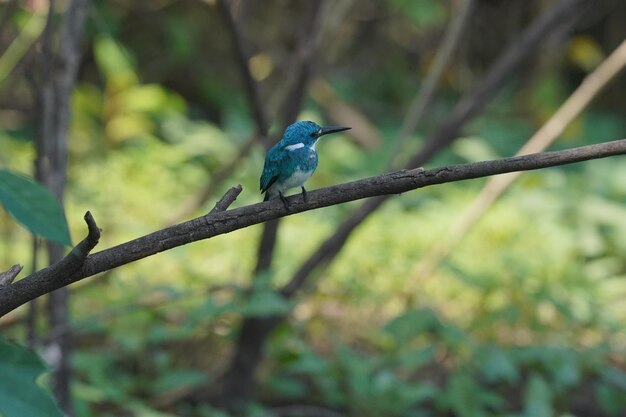 bel oiseau petit martin-pêcheur bleu perché sur une branche d'arbre