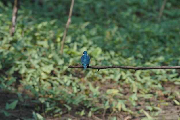 bel oiseau petit martin-pêcheur bleu perché sur une branche d'arbre