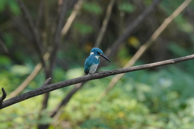 bel oiseau petit martin-pêcheur bleu perché sur une branche d'arbre