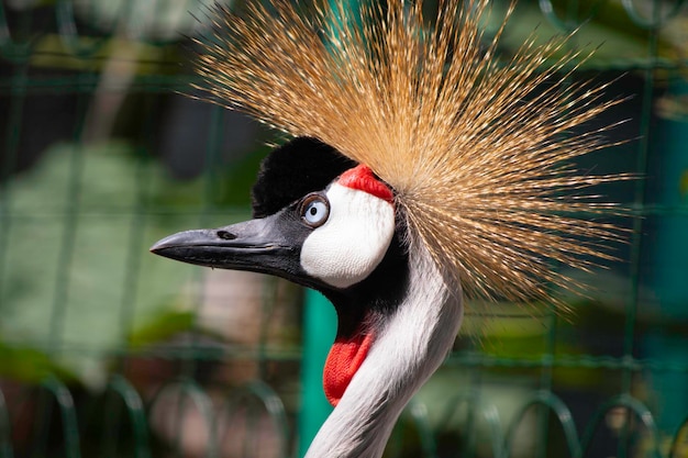 bel oiseau avec une pose touffue dans la volière du zoo