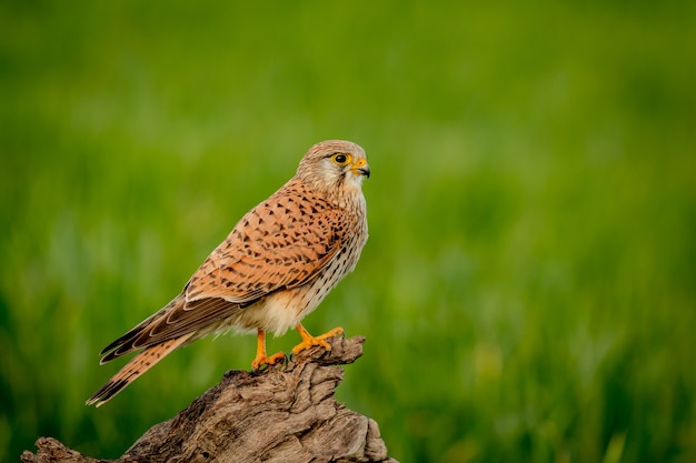 Bel oiseau de proie sur un tronc