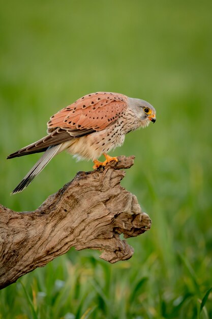 Bel oiseau de proie sur un tronc