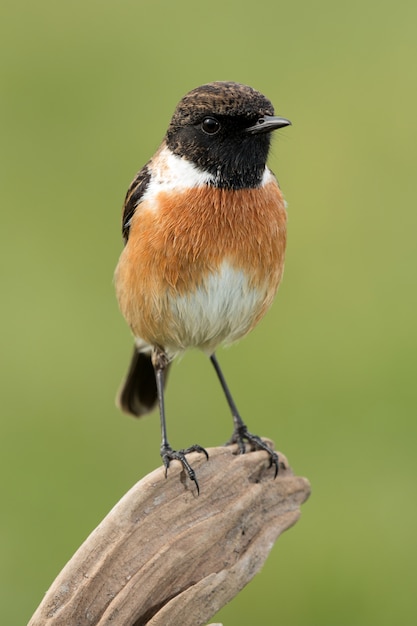 Bel oiseau sauvage dans la nature