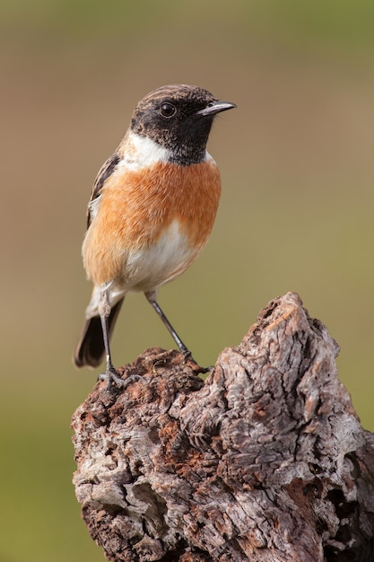 Bel oiseau sauvage perché sur une branche dans la nature