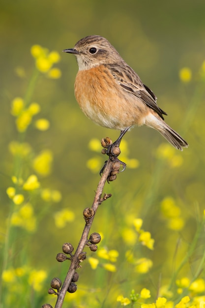 Bel oiseau sauvage