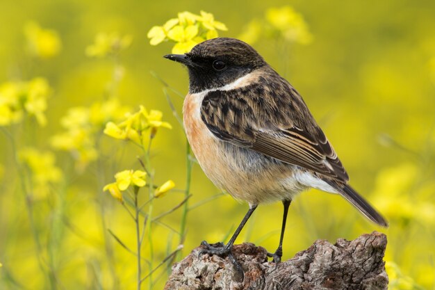 Bel oiseau sauvage