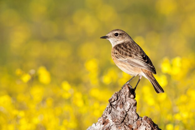 Bel oiseau sauvage