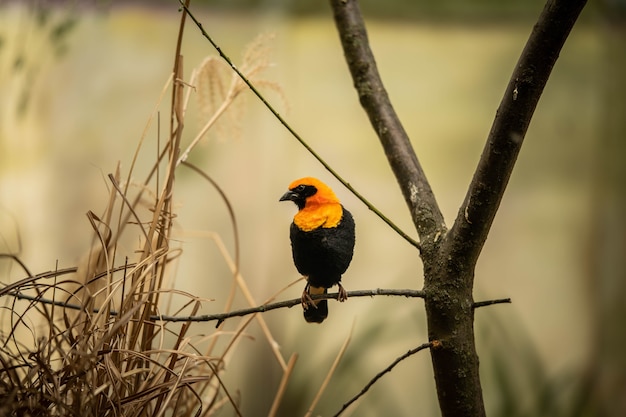 Bel oiseau tisserand assis sur une branche