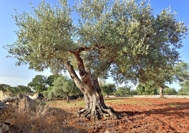 Bel olivier au tronc tordu dans une oliveraie de la région des Pouilles Italie