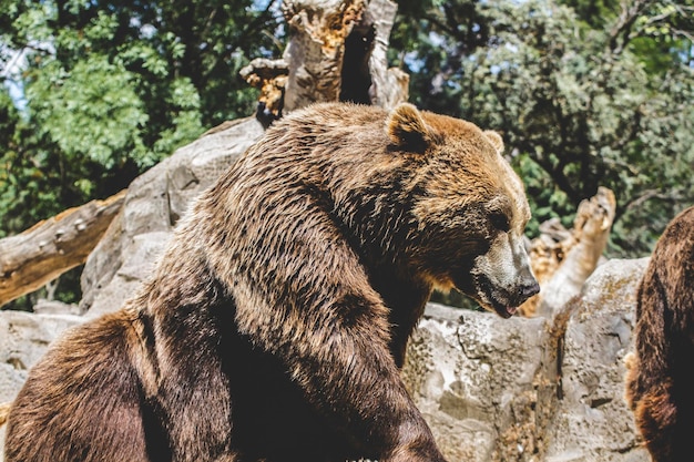 bel ours brun poilu, mammifère