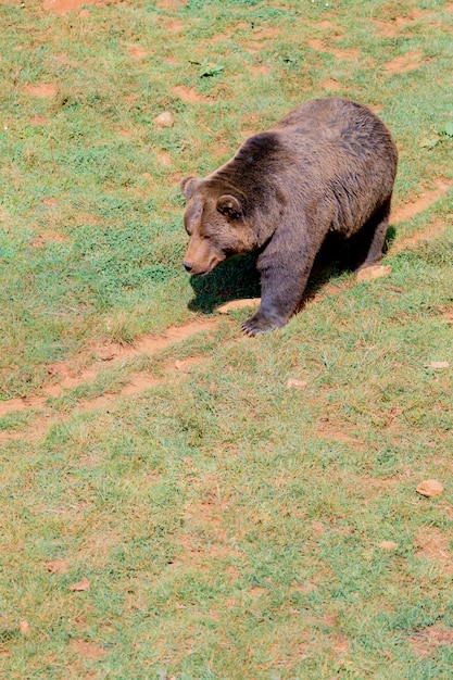 Bel ours espagnol marron