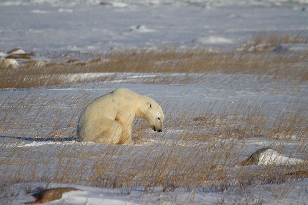 Un bel ours polaire assis dans la neige entre l'herbe arctique, près de Churchill, Manitoba Canada