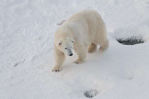 Bel ours polaire marchant sur la neige